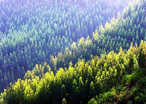 效率提升2倍！！广西立异手艺赋能让34.2万亩林地确权提速降本