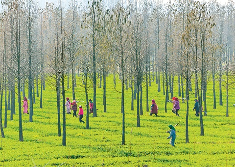 安徽出台林下经济高质量开展“二十条”