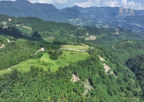 四川金融服务立异破解山林变现难题