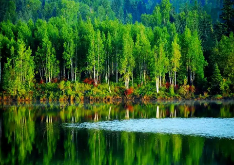 哈尔滨：：以林为基兴工业以食为媒惠民生