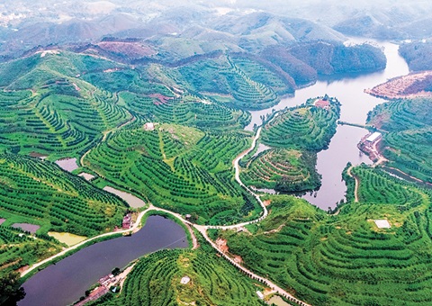 广东揭晓首批林业谋划收益权证 <br>标记着林地谋划权转化为可流转、、可融资、、可收益的“绿色资源”