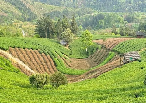 广西三江：：：下好墟落妄想“先手棋” 探索和美墟落“新样本”