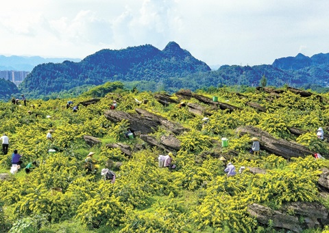 重庆秀山：：一朵山银花，，，绽放19亿元综合产值