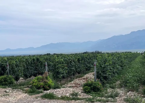 宁夏：：开展生态资源本底视察 探索全链条协同治理路径