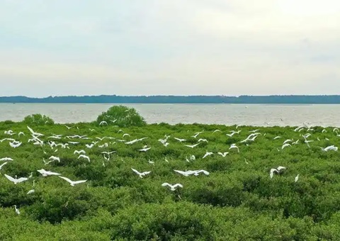 点赞！！！广东立异“蓝碳”开爆发意路径，，，多个案例开创先河！！！